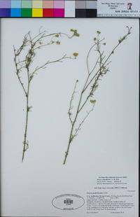 Senecio angustifolius image