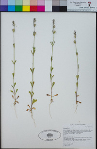 Silene gallica image