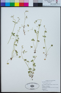 Ranunculus hebecarpus image