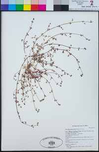 Pterostegia drymarioides image