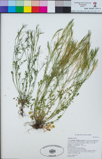 Cardamine hirsuta image