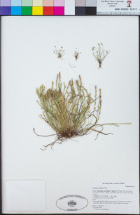 Plantago elongata image