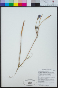 Calochortus splendens image