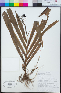 Xiphidium caeruleum image