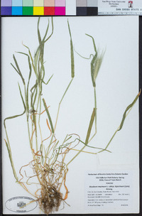 Hordeum murinum image