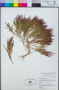 Salicornia rubra image