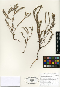 Cryptantha hispidula image