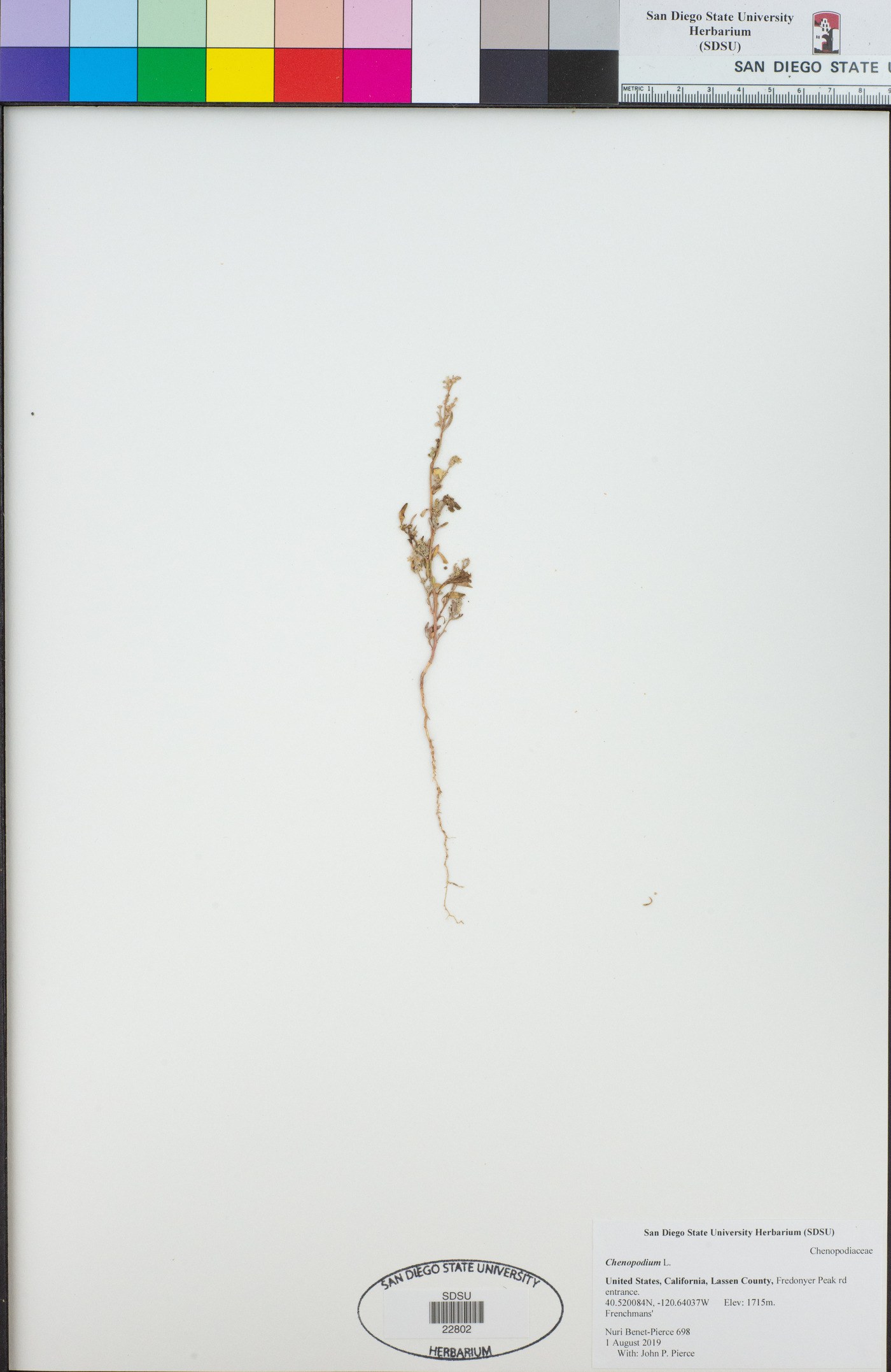 Chenopodium nitens image