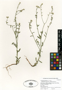 Cryptantha milobakeri image