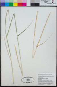 Elymus glaucus subsp. virescens image