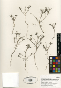 Cryptantha filaginea image