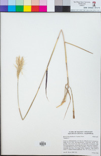 Bothriochloa barbinodis image