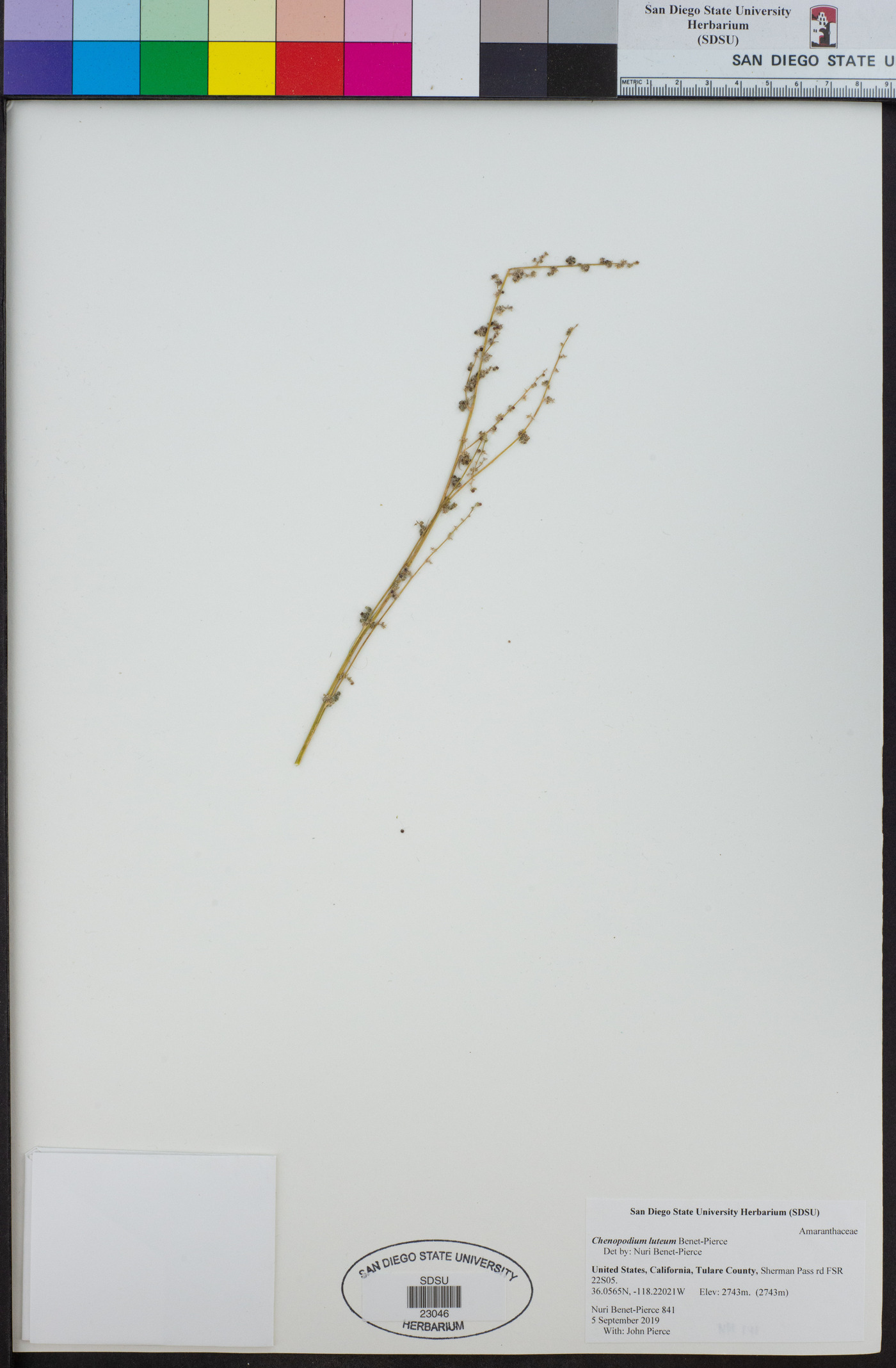 Chenopodium luteum image
