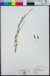 Chenopodium lineatum image