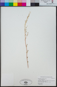 Chenopodium aureum image