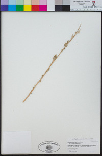 Chenopodium wahlii image