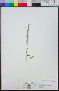 Chenopodium sandersii image