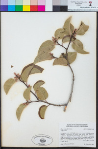 Rhus ovata image