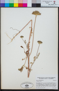 Daucus pusillus image