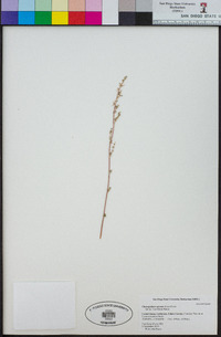Chenopodium aureum image
