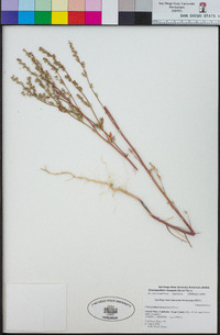 Chenopodium lineatum image