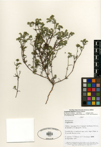 Cryptantha filaginea image