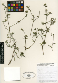 Cryptantha filaginea image