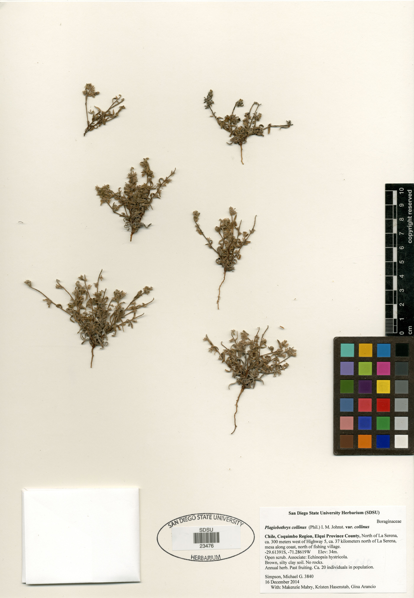 Plagiobothrys collinus var. collinus image