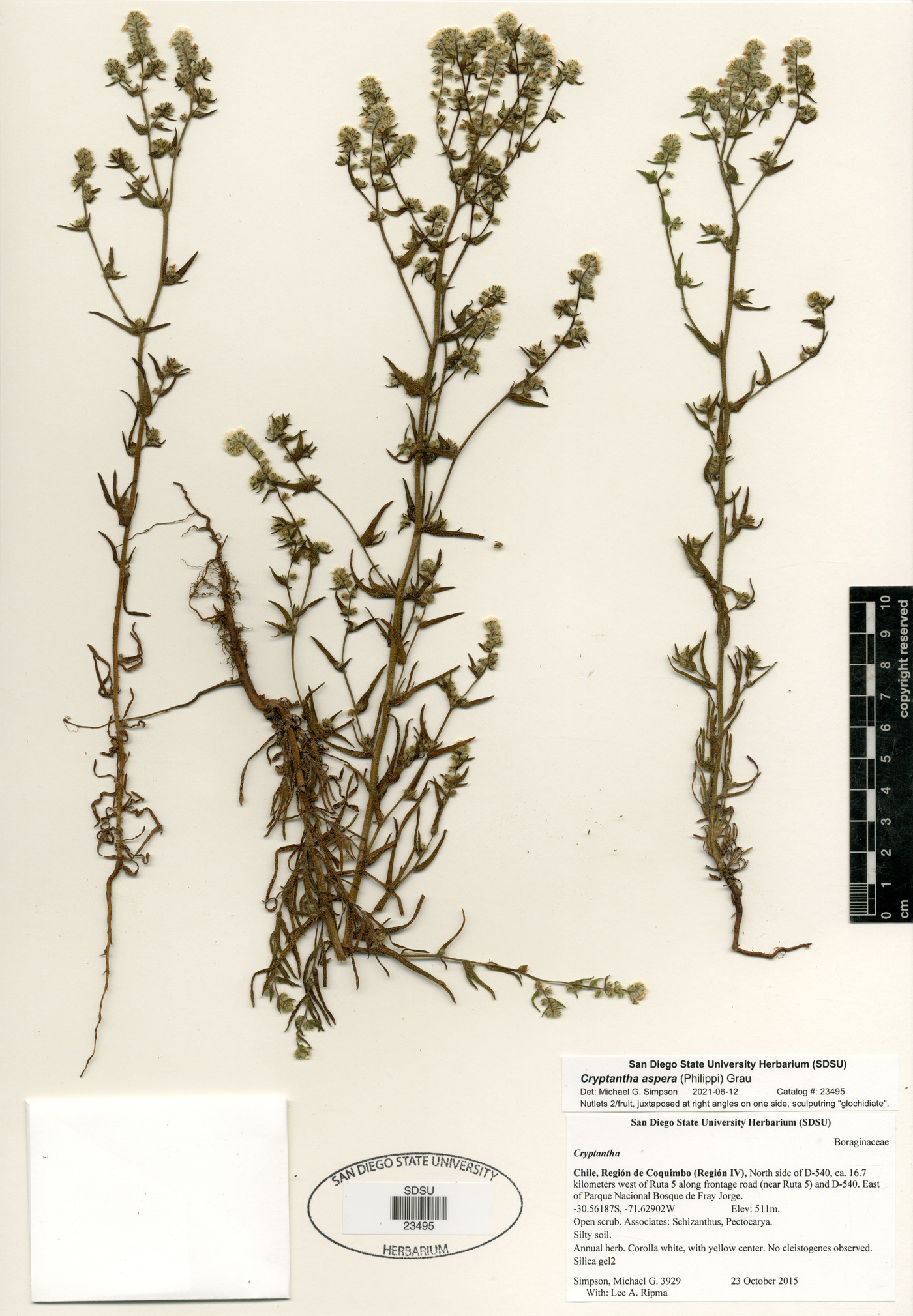 Cryptantha aspera image