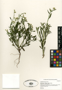 Cryptantha incana image