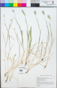 Hordeum depressum image