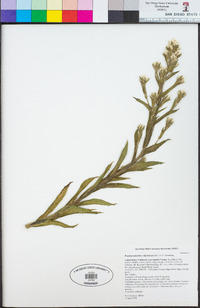 Pseudognaphalium californicum image