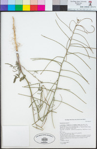 Sisymbrium orientale image