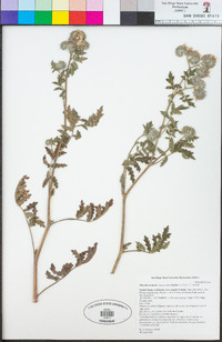 Phacelia cicutaria image