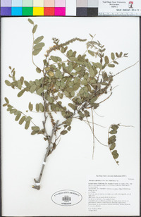 Amorpha californica image