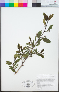 Frangula californica subsp. californica image