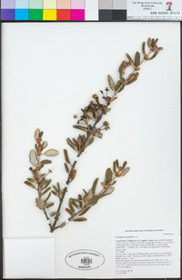 Ceanothus crassifolius image