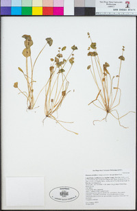 Claytonia parviflora image