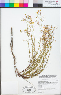 Crocanthemum scoparium image