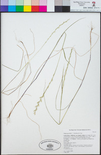 Festuca perennis image