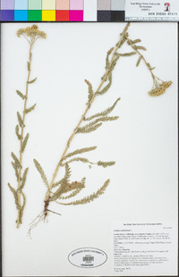 Achillea millefolium image