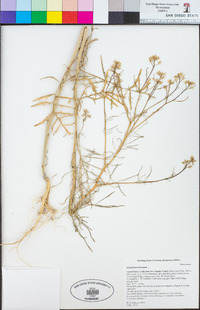 Sisymbrium altissimum image