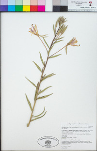 Oenothera elata image