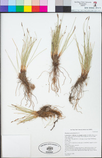 Eleocharis montevidensis image