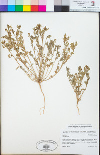 Lepidium lasiocarpum image