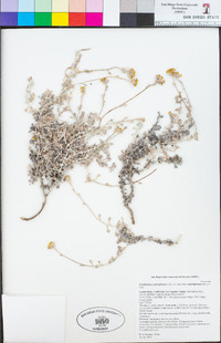 Eriophyllum confertiflorum image