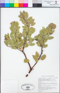 Arctostaphylos glandulosa image