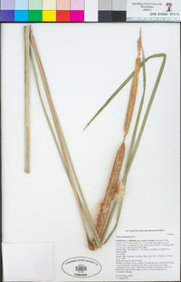 Typha domingensis image