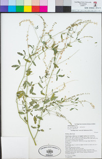 Melilotus albus image