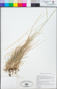 Festuca perennis image